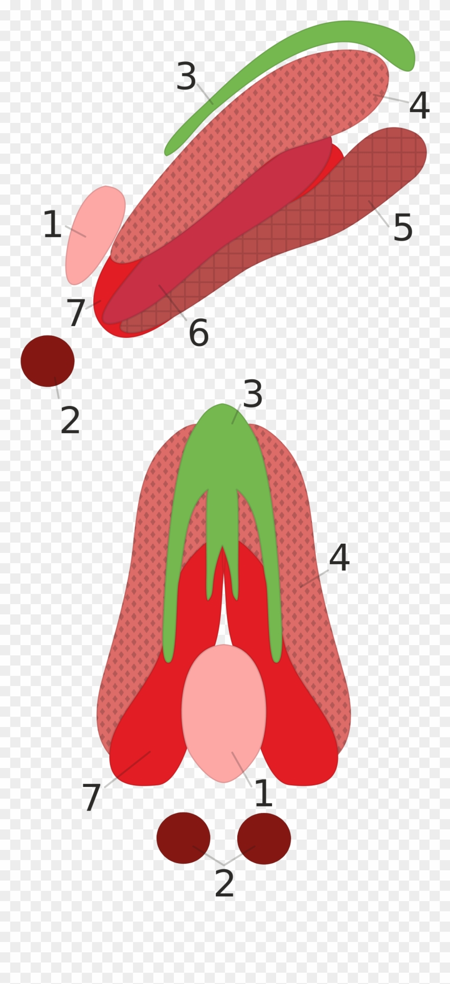 Oculomotor Nuclear Complex - Illustration Clipart