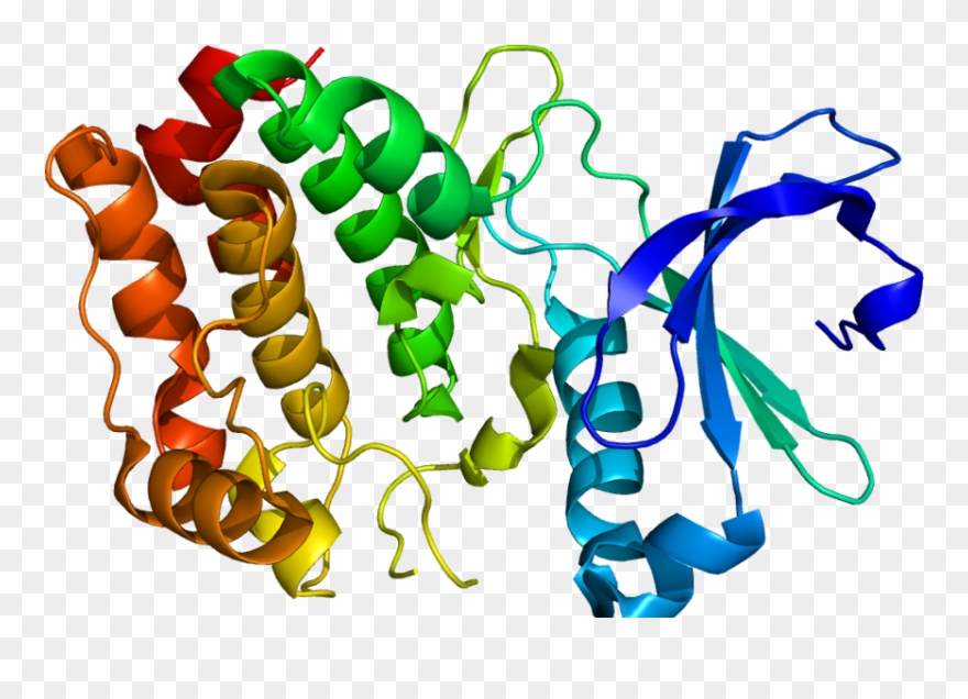 Rac Beta Serine/threonine Protein Kinase Market - Aurora A Kinase Clipart