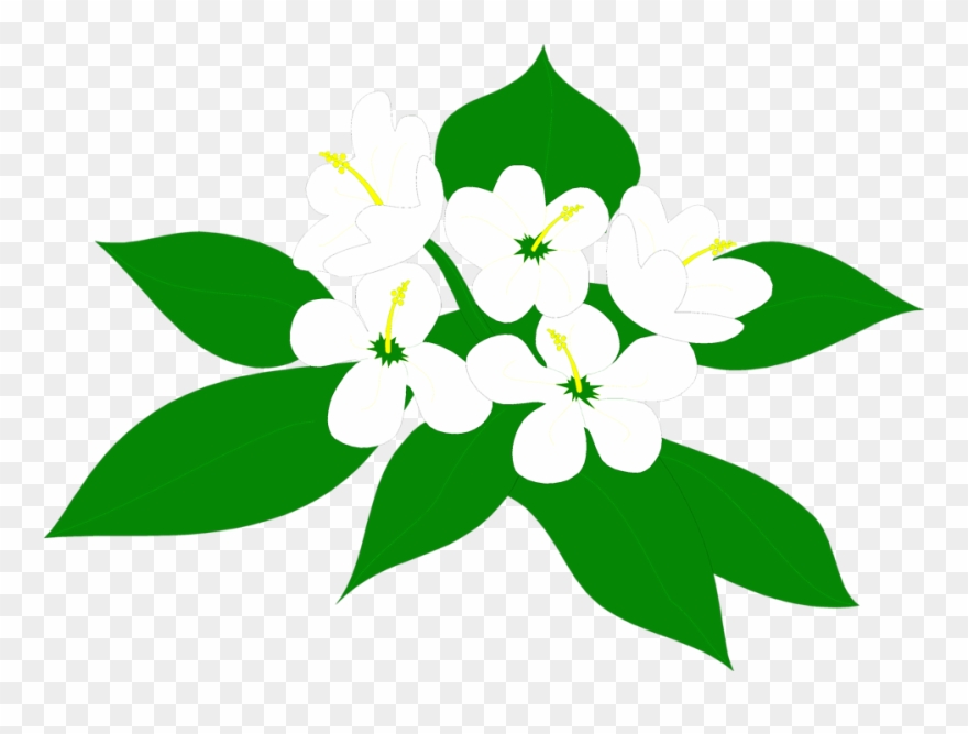 Sampaguita Flower Clipart Png Transparent Png