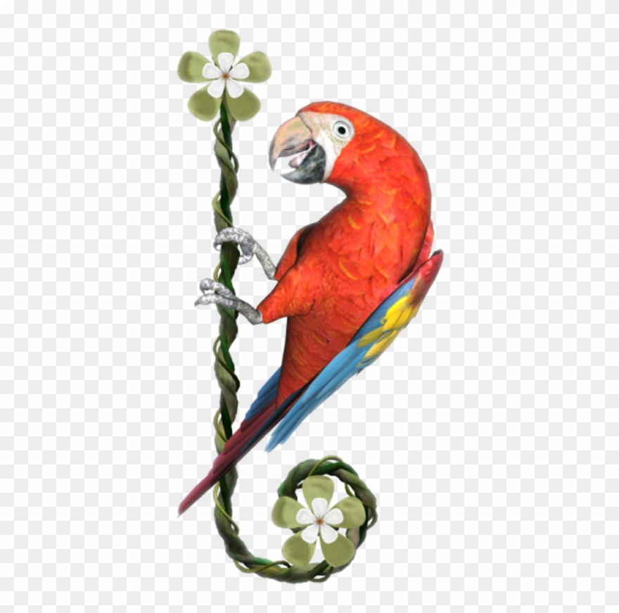 Macaw Clipart