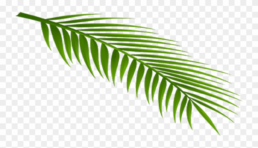 Feuille - Roystonea Clipart
