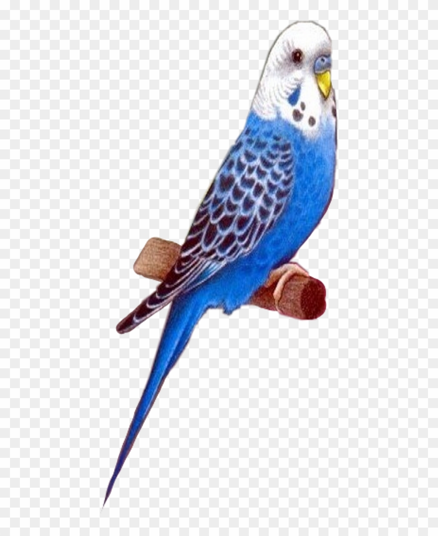 Dessin D Oiseau Exotique Clipart