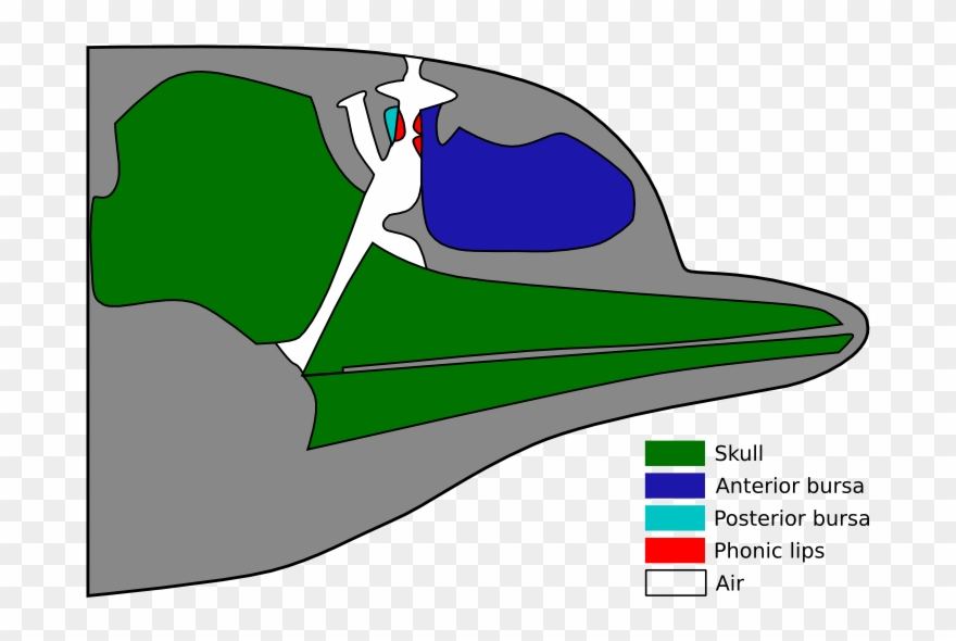 Dolphin Head Sound Production - La Respiration D Une Baleine Clipart