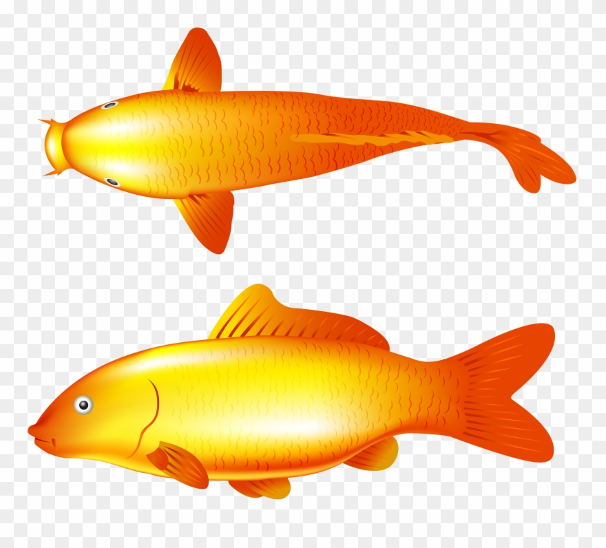 Фотки Clip Art - Vector Carps - Png Download