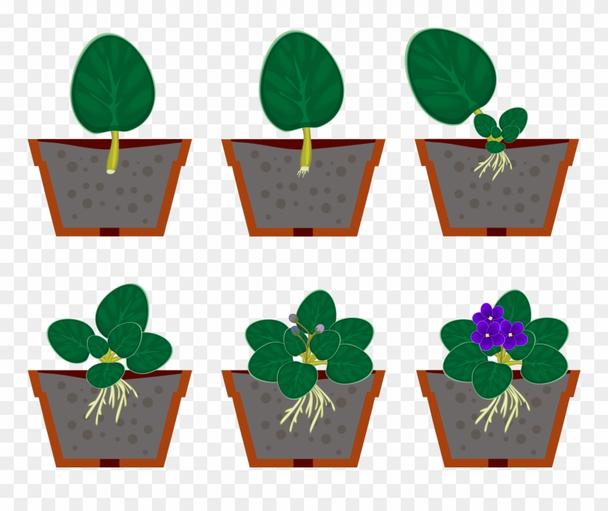 Aufgabe - Reproduccion Violeta Africana Clipart