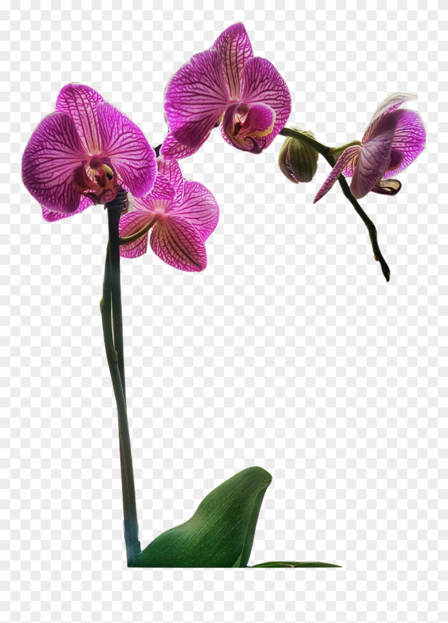Report Abuse - Orchids Of The Philippines Clipart