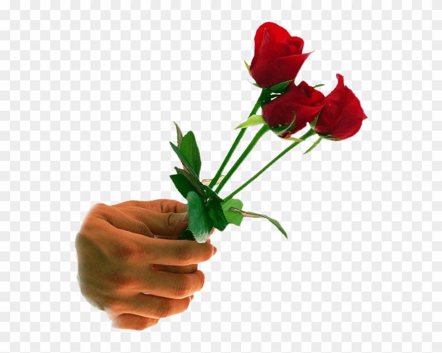 Png And Clipart Transparent Background Png Images, - Hd Wallpaper Rose Hand