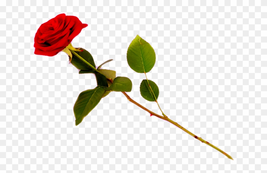 Red Rose Transparent Png Images [free Download] - Clip Art