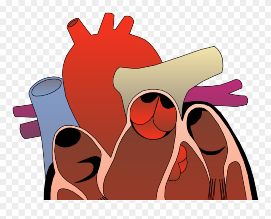 Attend The Southwest General Health Center Health Topics - Right Ventricle Outflow Tract Clipart