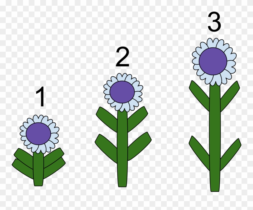 Gibberellins Definition Biology - Gibberellins Hormone Clipart