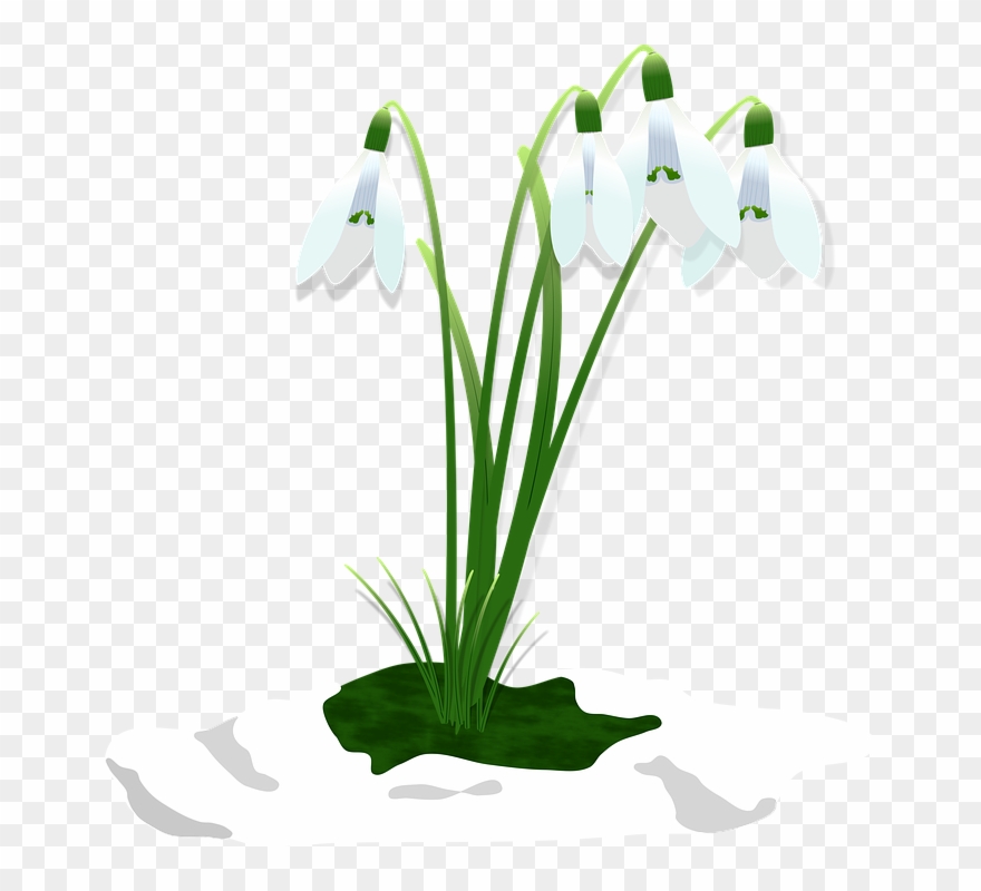 Dzisiaj Na Tablicy - Snowdrop Clipart