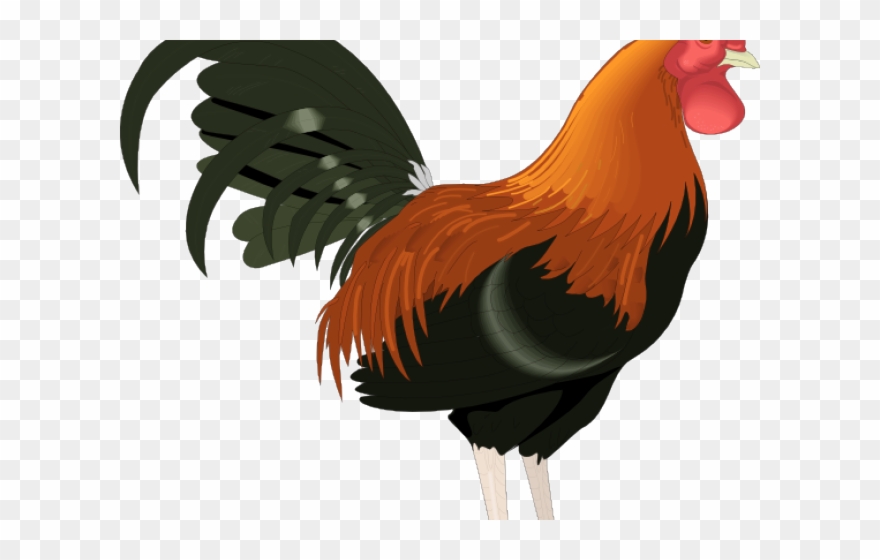 Realistic Clipart Chicken - Rooster Clipart Png Transparent Png