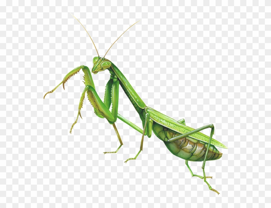 Mantis Clipart Insect Bug - Praying Mantis Fighting Stance - Png Download