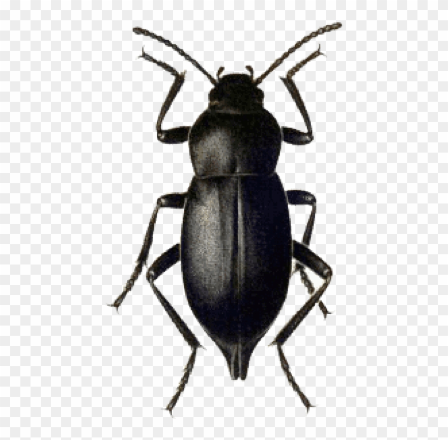 Download Beetle Black Png Images Background - Blaps Mortisaga Clipart