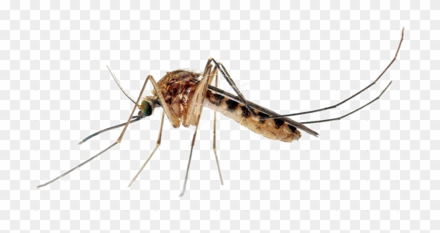Download Free Png Images - Mosquito High Resolution Clipart