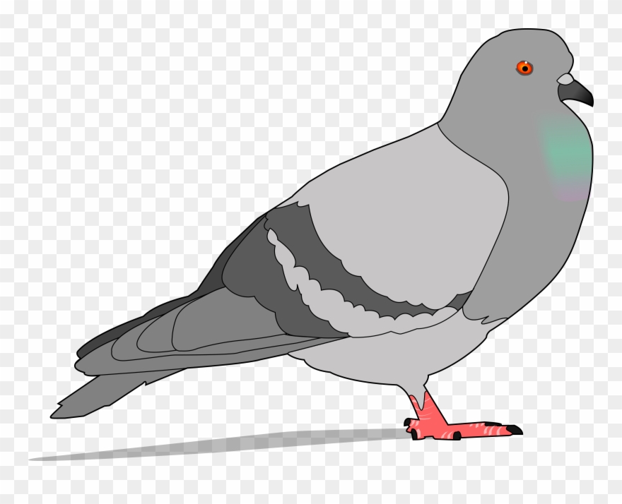 Pigeon Clipart - Png Download