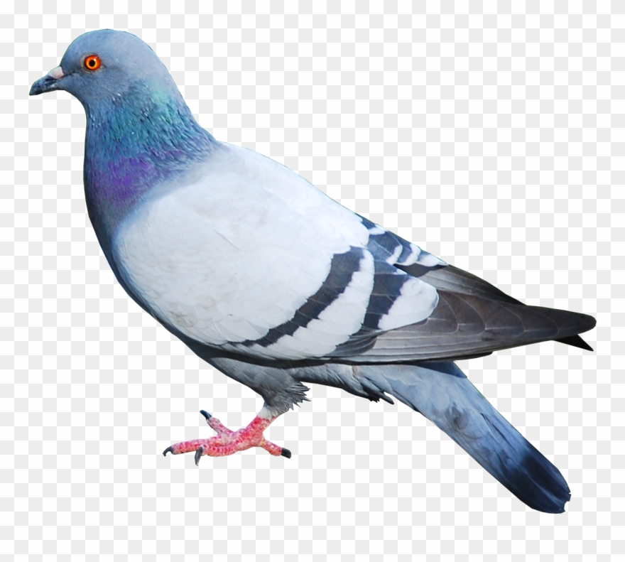 Pigeon - Pigeon Png Clipart