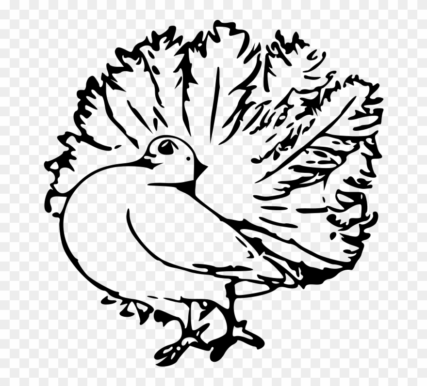 Pigeon Vector Clipart