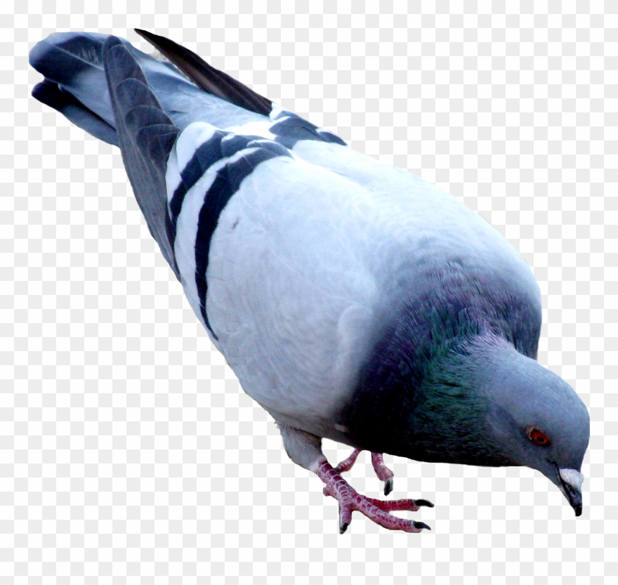 Clip Art Free Stock Hummer Free On Dumielauxepices - Pigeon Png Transparent Png