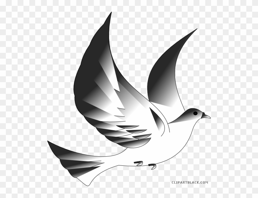Dove Animal Free Black White Clipart Images Clipartblack - Clip Art - Png Download