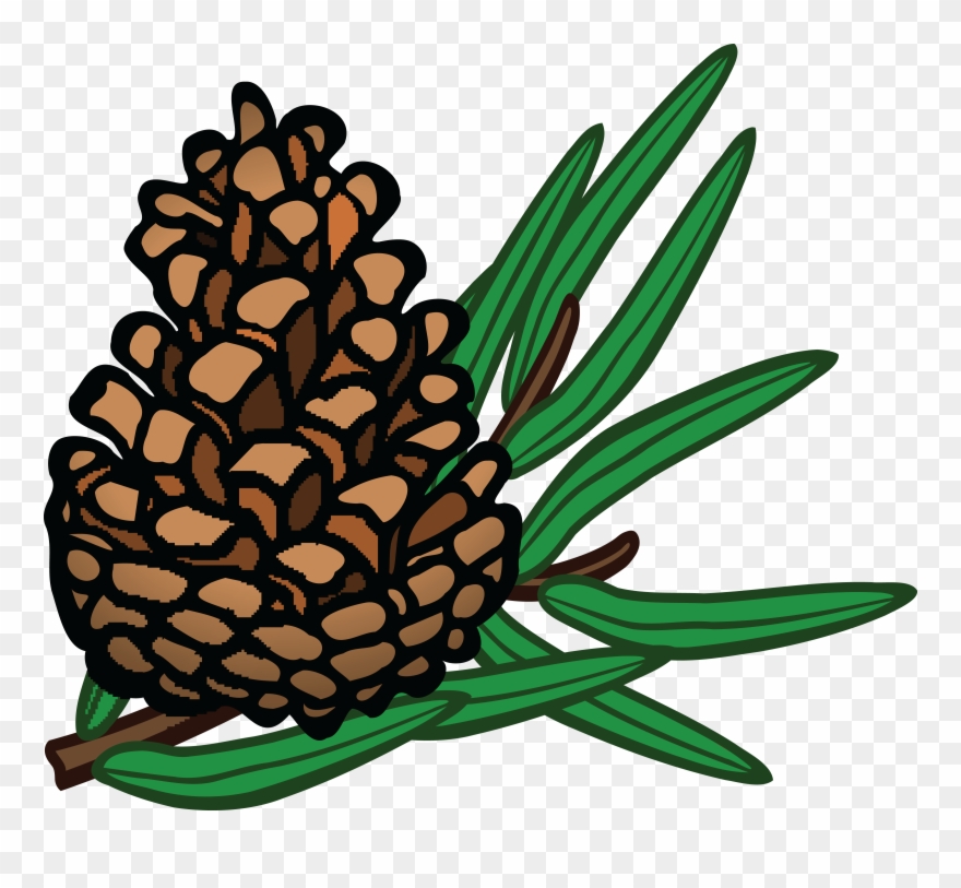 Free Clipart Of A Pinecone - Conifer Clipart - Png Download