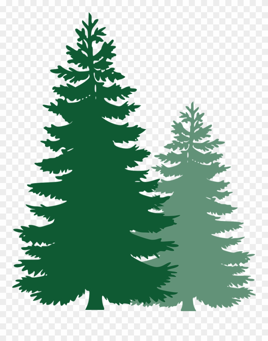 Pine Trees, Spruce Trees, Evergreen Trees, Tree, Spruce - Pine Tree Vector Png Clipart