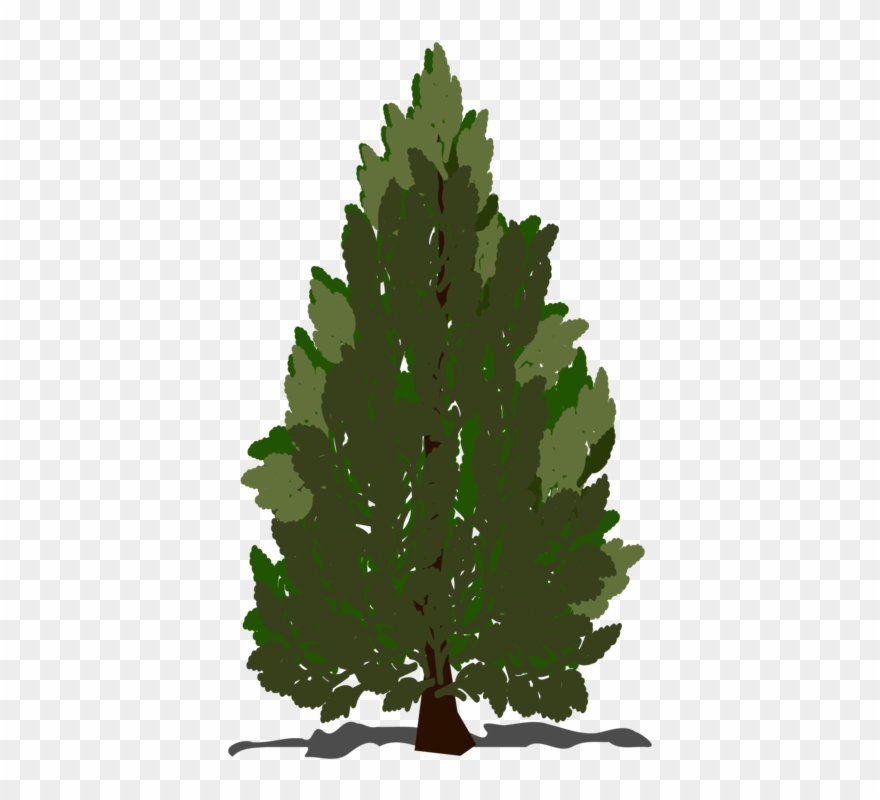 All Photo Png Clipart - Pine Clipart Transparent Png
