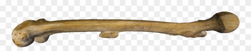 Clipart Transparent Library For Free Download - Human Bones Png