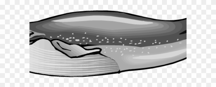 Blue Whale Clipart Black And White - Bluewhale Clipart Png Transparent Png