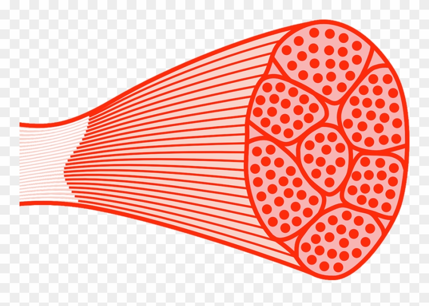 Picture Freeuse Library Spinal Cord Injury Spastic - Muscle Clip Art - Png Download