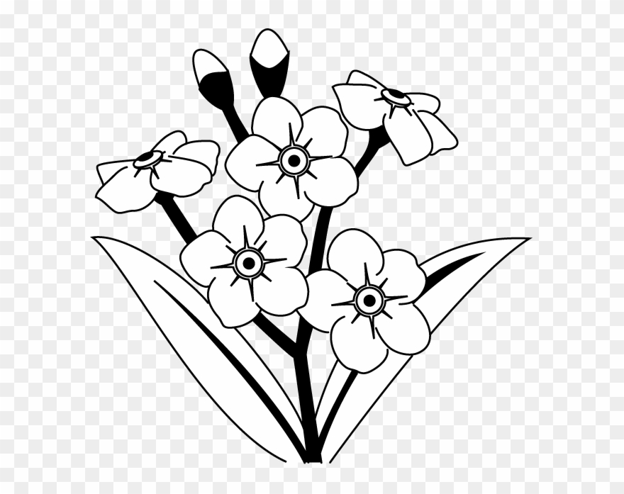 Forget Me Not Flower Clip Art - Forget Me Not Flower Drawing - Png Download