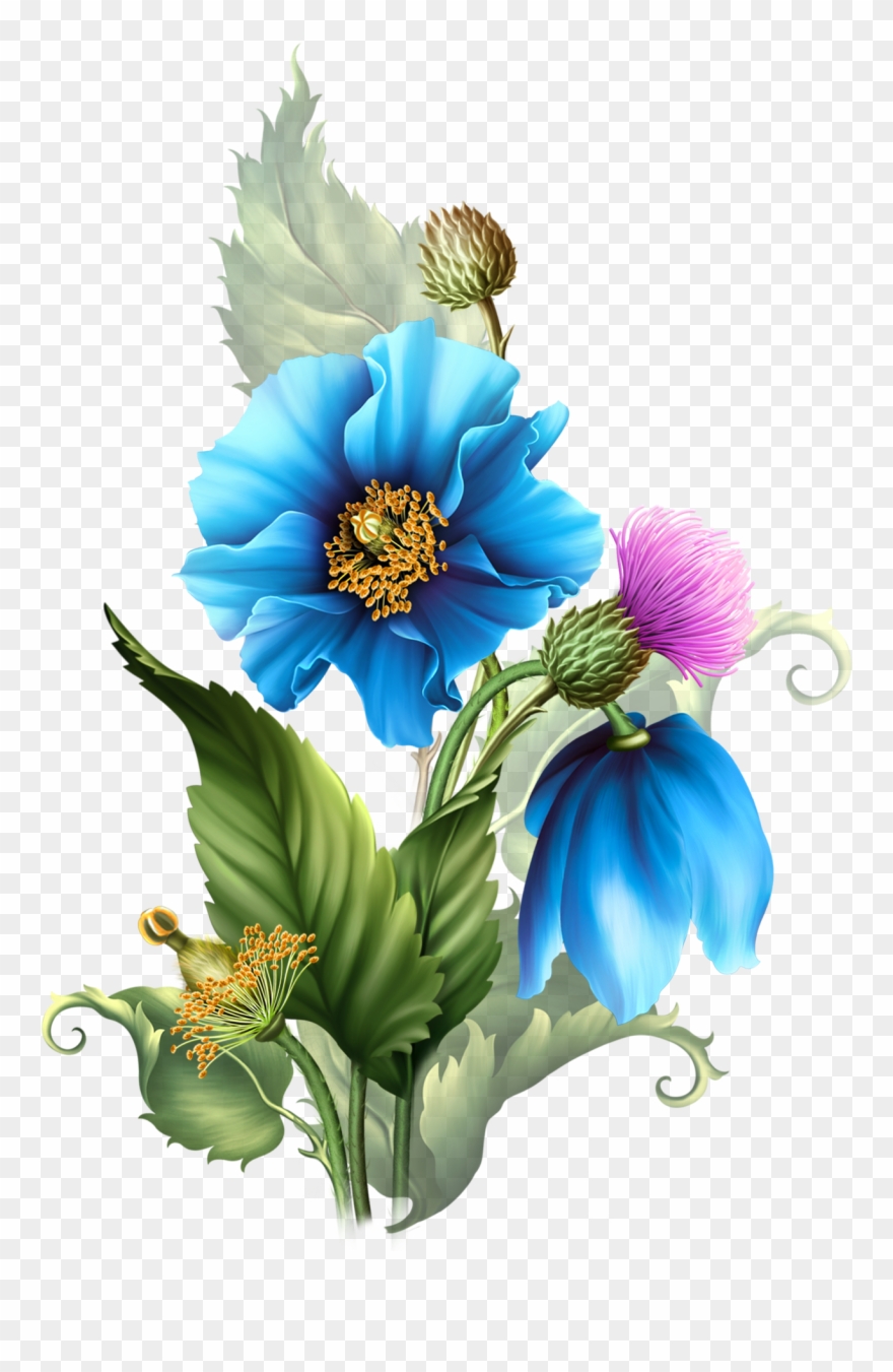Freeuse Himalyan Poppies Moonbeam Elements - Himalayan Blue Poppies From Babs Babs Обсуждение На Clipart