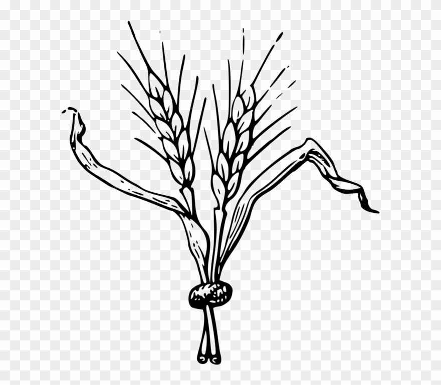 Beer Hops Drawing Common Hop Computer Icons - Barley Clipart Black And White - Png Download