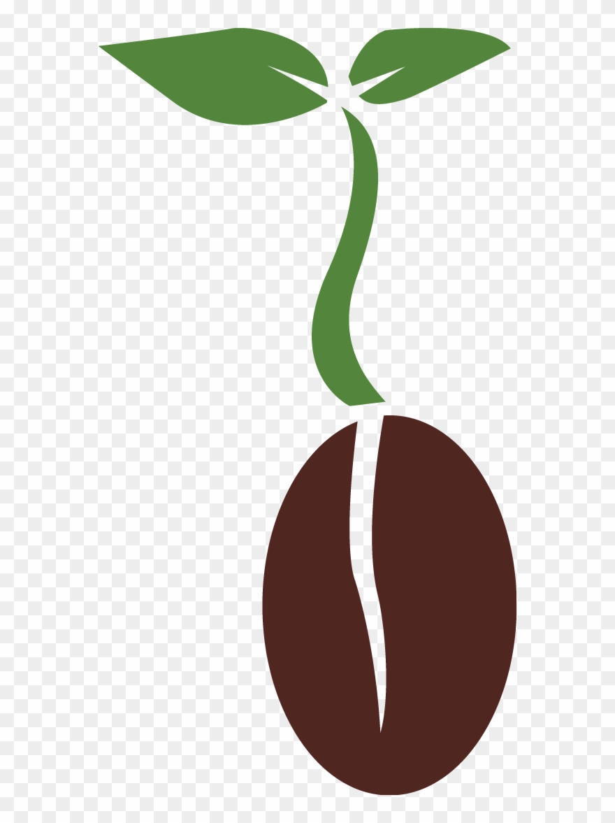 Seed Png Clipart - Plant Biology Png Transparent Png