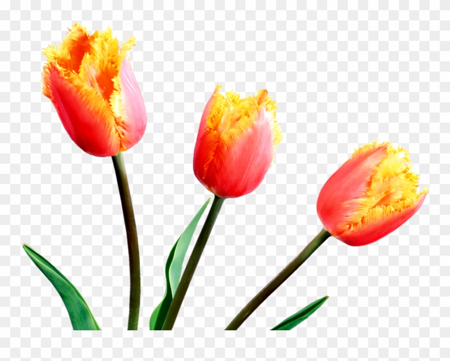 Spring Tulips Spring Flowers, Tulips, Clip Art, Tulips - Sprenger's Tulip - Png Download