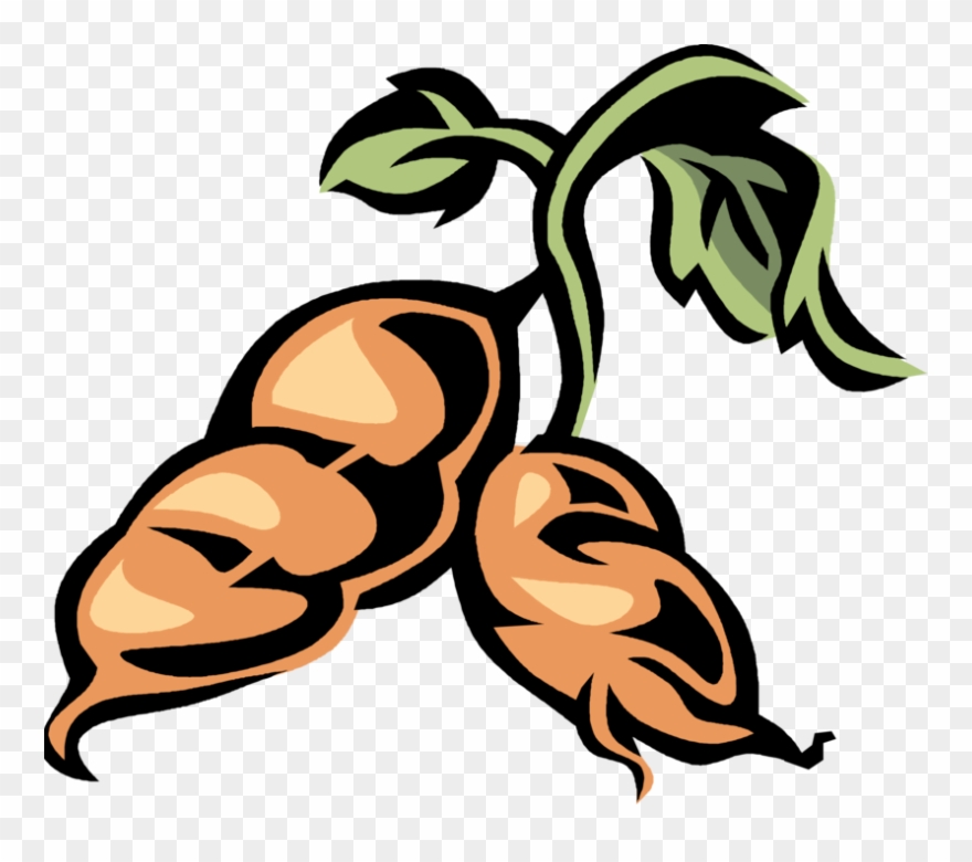 Vector Illustration Of Sweet Potato Starchy Tuberous - Sweet Potato Clip Art - Png Download