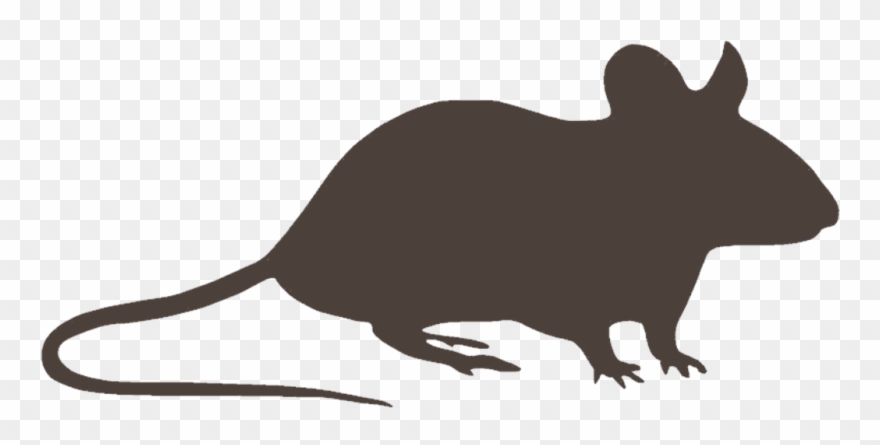 Exceptional Service Is Routine - Rat Clipart