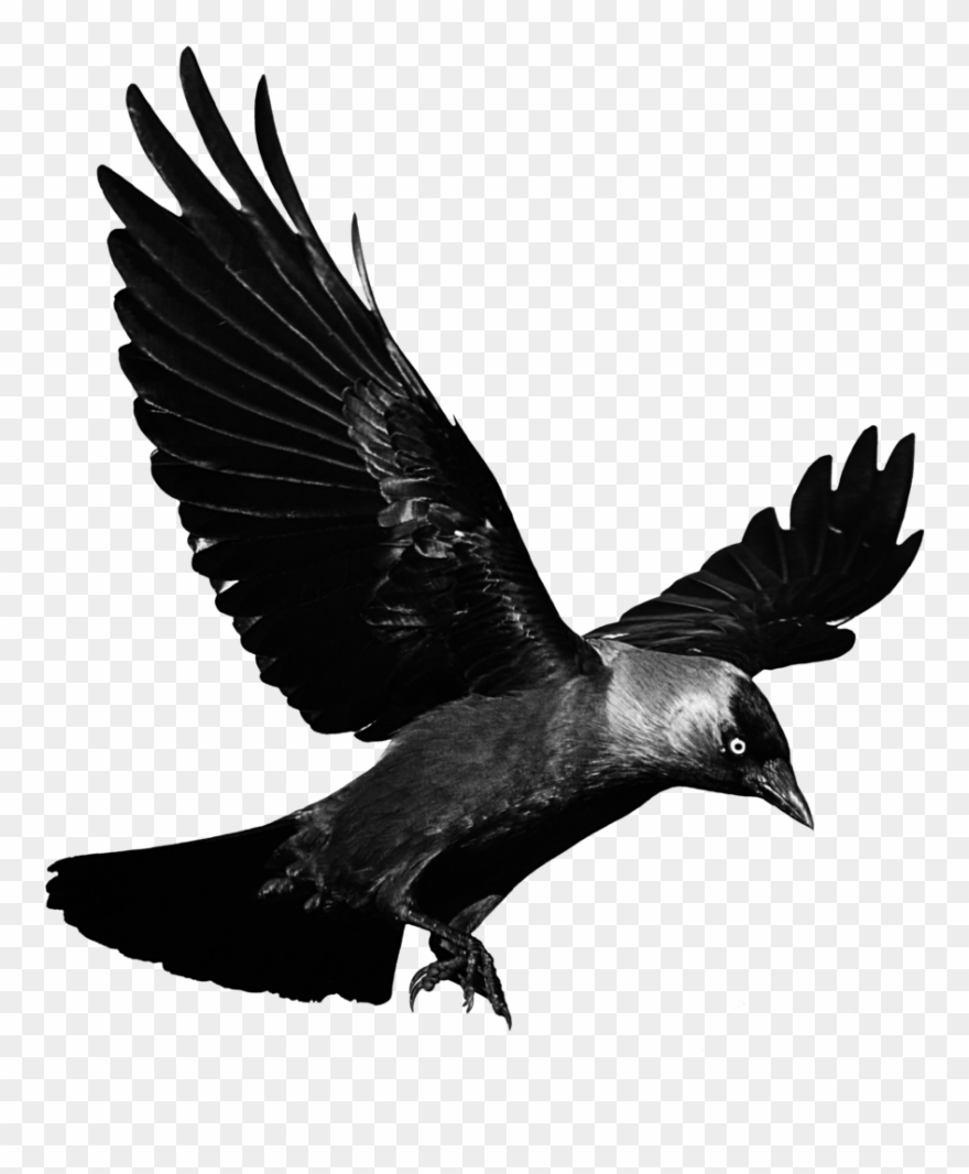 Featured image of post Flying Anime Raven Bird