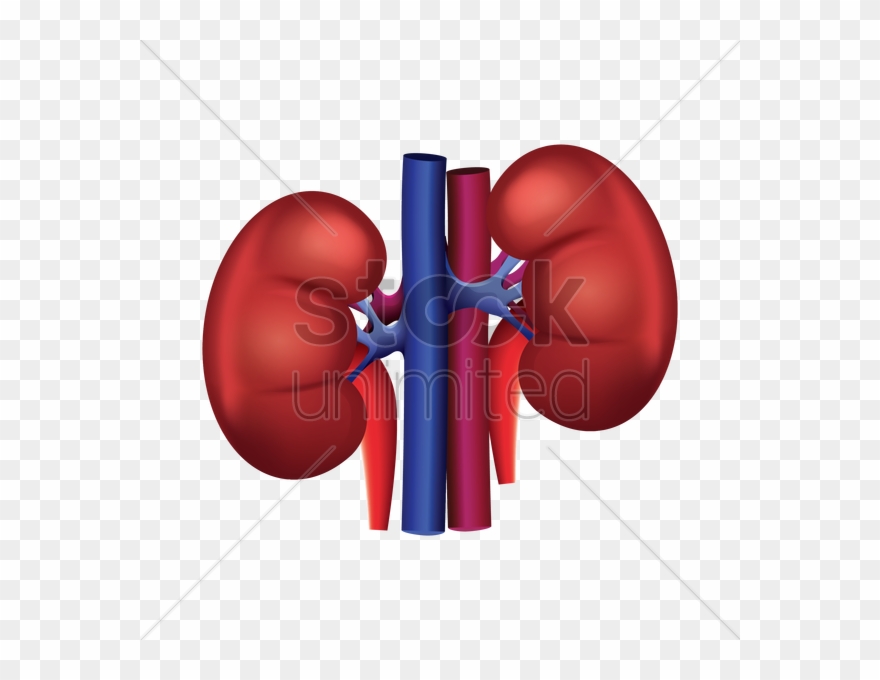 Kidney Png Clipart
