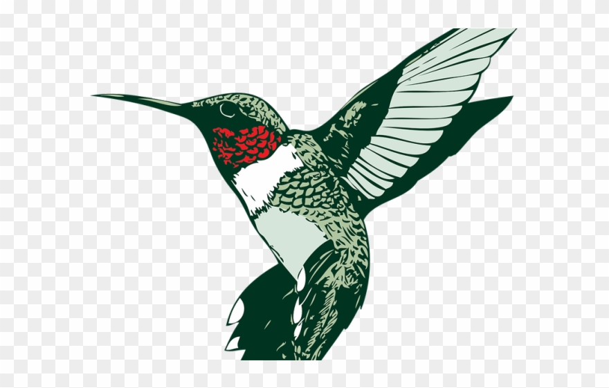 Hummingbird Clipart Clip Art - Hummingbird - Png Download