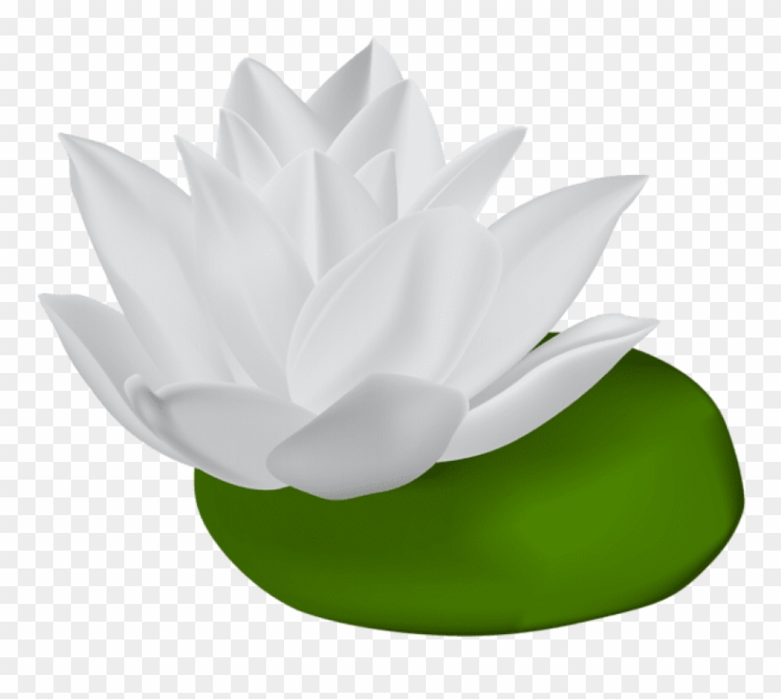 850 X 720 2 - White Water Lily Clipart - Png Download