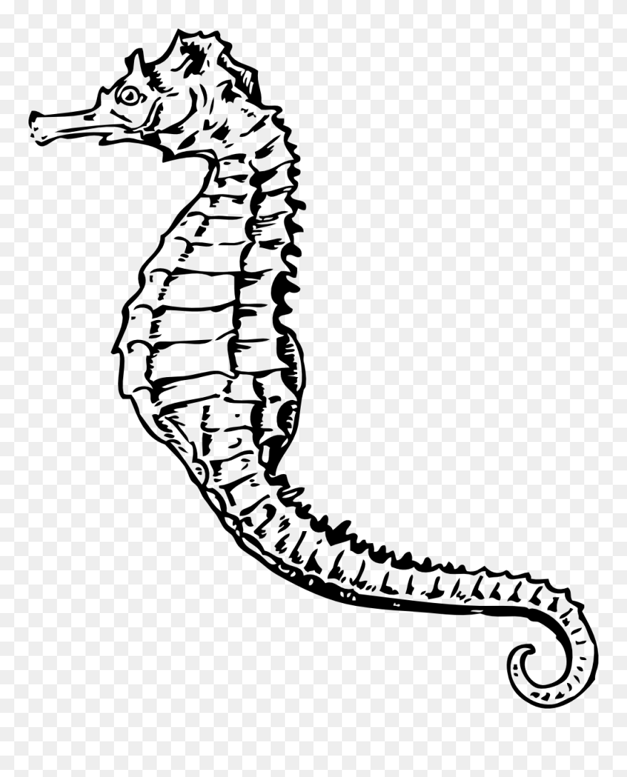 All Photo Png Clipart - Seahorse Black And White Transparent Png