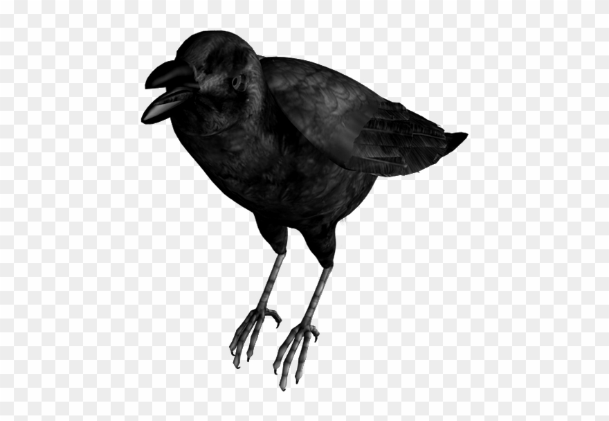 Crow Bird Clip Art - Crows - Png Download