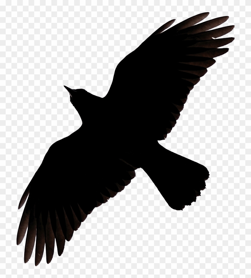 Flying Crow Raven Clip Art - Raven Flying Silhouette - Png Download