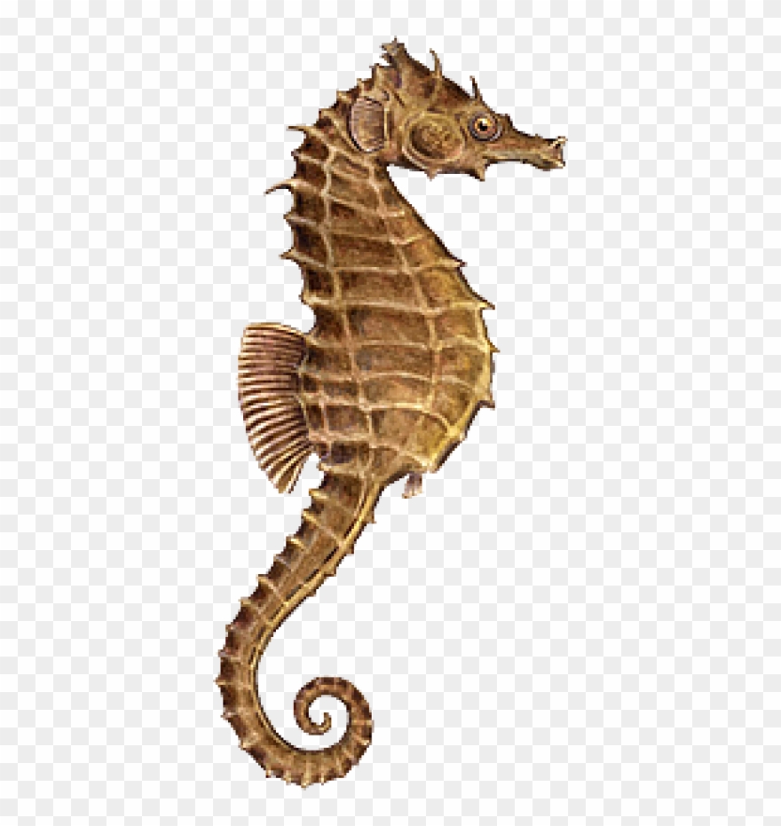 Sea Horse Transparent Png Clipart