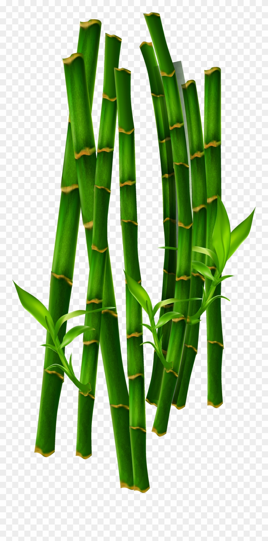 1300 X 2680 5 - Grass Clipart