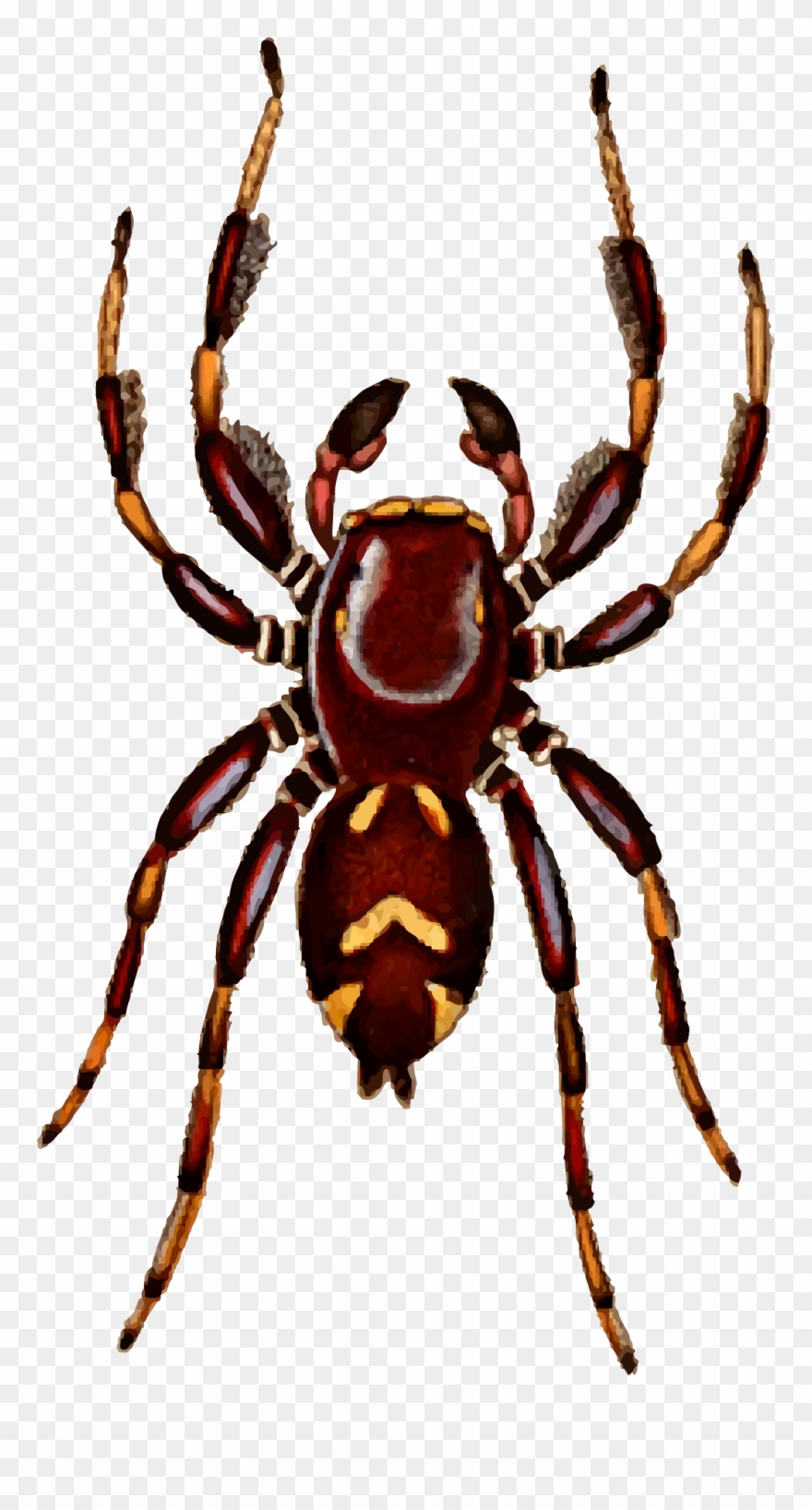 Spider Clipart Jumping Spider - Clip Art - Png Download