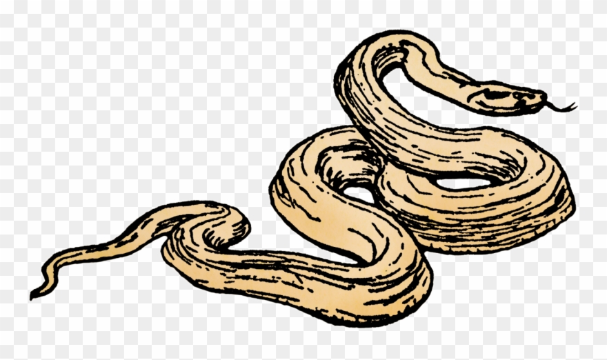 Download Tiff* File - Serpent Clipart