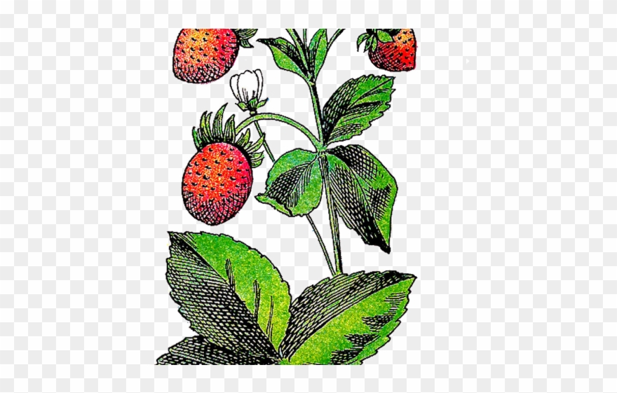 Plant Clipart Strawberry - Clip Art - Png Download