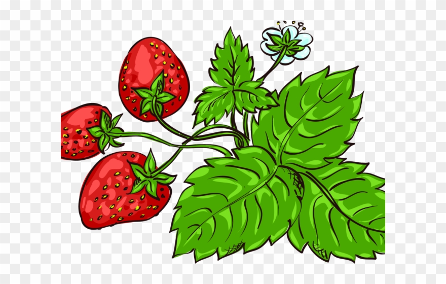 Lime Clipart Strawberry - Png Download